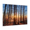 92409-892.jpg Sun and Trees Poster