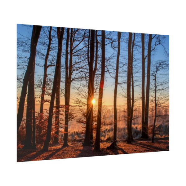92409-892.jpg Sun and Trees Poster