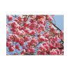 92409-905.jpg Japanese Cherry Tree Poster