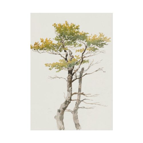 Study of Deciduous Tree by Friedrich von Scheidlin Poster