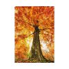 92410-335.jpg Beech With Autumn Leaves Poster