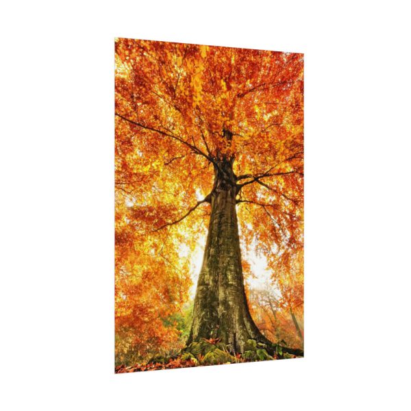 92410-337.jpg Beech With Autumn Leaves Poster