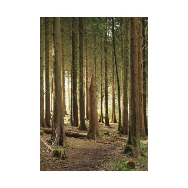 92410-420.jpg Trees in Forest Poster