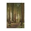 92410-421.jpg Trees in Forest Poster