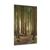 92410-422.jpg Trees in Forest Poster