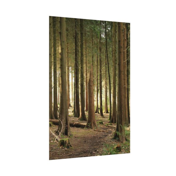 92410-422.jpg Trees in Forest Poster