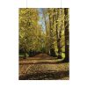 92410-456.jpg Yellow Fallen Leaves From Trees Poster