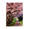 Blossoms Cherry Poster