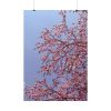 Pink Tree Blossom Poster