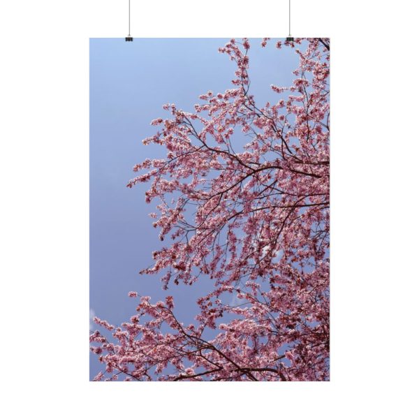 Pink Tree Blossom Poster