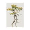 92411-140.jpg Study of Deciduous Tree by Friedrich von Scheidlin Poster
