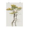 92411-141.jpg Study of Deciduous Tree by Friedrich von Scheidlin Poster