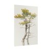 92411-142.jpg Study of Deciduous Tree by Friedrich von Scheidlin Poster