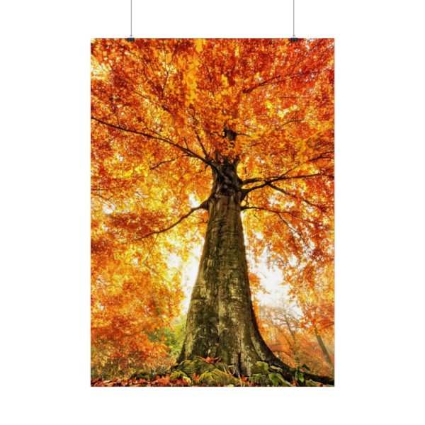 92411-336.jpg Beech With Autumn Leaves Poster