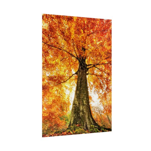 92411-337.jpg Beech With Autumn Leaves Poster