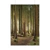 92411-426.jpg Trees in Forest Poster