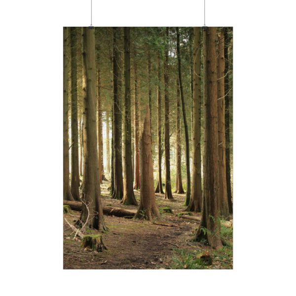 92411-426.jpg Trees in Forest Poster
