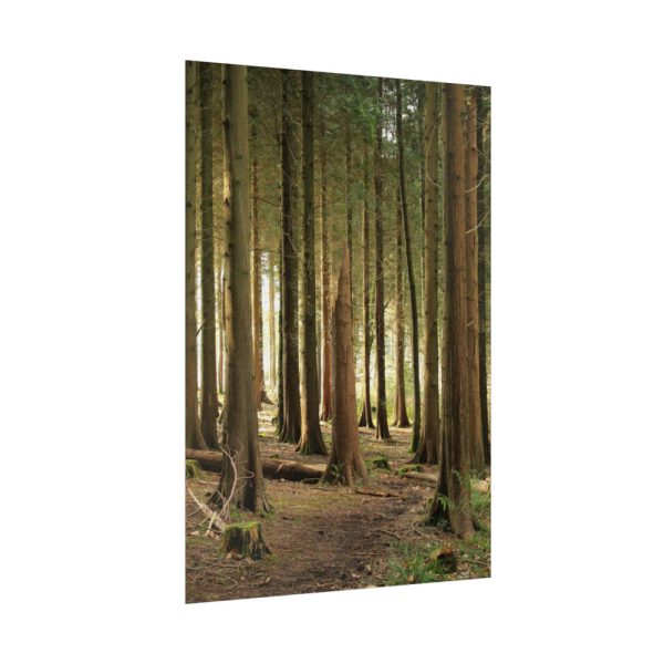 92411-427.jpg Trees in Forest Poster