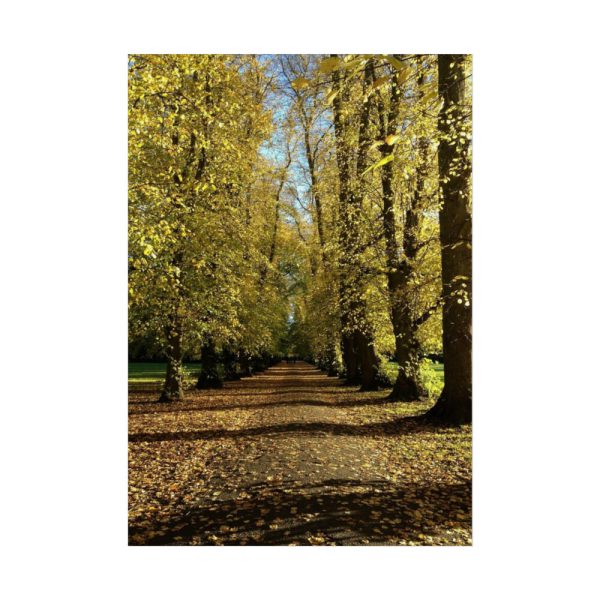 92411-460.jpg Yellow Fallen Leaves From Trees Poster