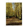 92411-461.jpg Yellow Fallen Leaves From Trees Poster