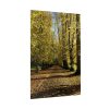 92411-462.jpg Yellow Fallen Leaves From Trees Poster