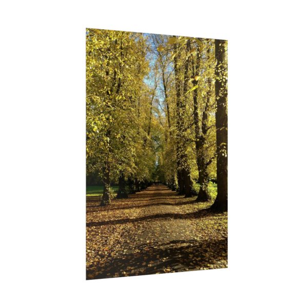 92411-462.jpg Yellow Fallen Leaves From Trees Poster