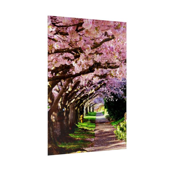 Blossoms Cherry Poster