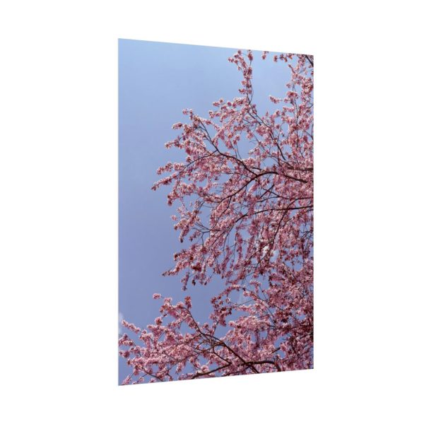 Pink Tree Blossom Poster