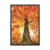 93830-280.jpg Beech With Autumn Leaves Framed Poster