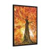 93830-281.jpg Beech With Autumn Leaves Framed Poster