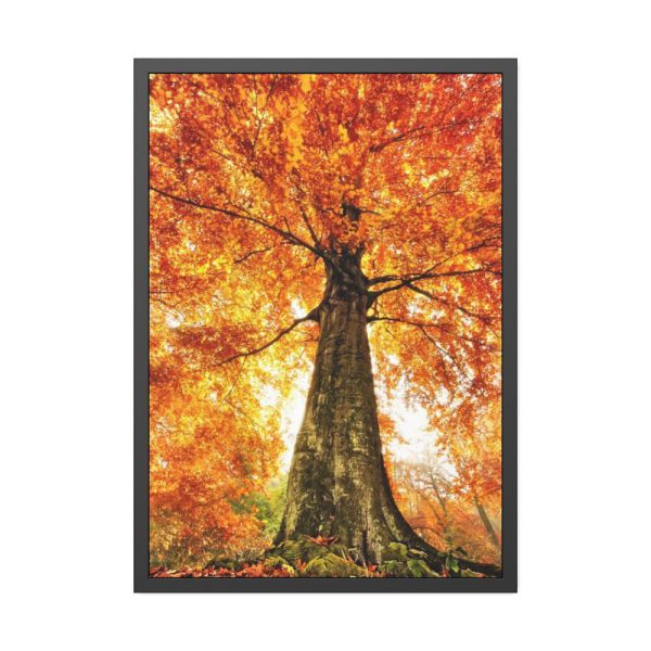 93831-280.jpg Beech With Autumn Leaves Framed Poster