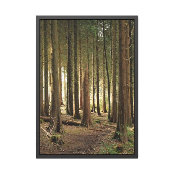 93831-344.jpg Trees in Forest Framed Poster