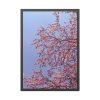 Pink Tree Blossom Framed Poster