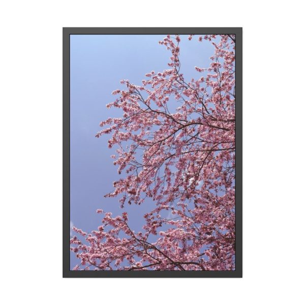 Pink Tree Blossom Framed Poster