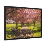 Park with Pink Blossom Trees Framed Poster - Image 2