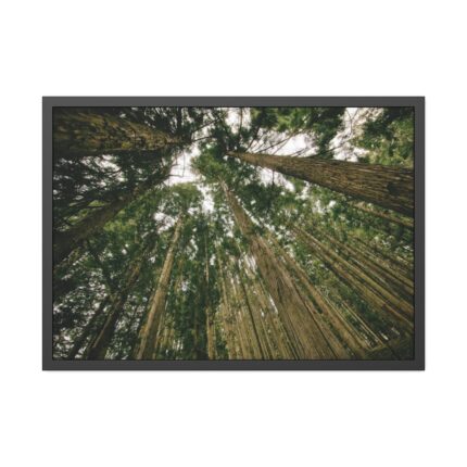 Perspective Tall High Up Trees Framed Poster
