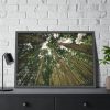 93854-347.jpg Perspective Tall High Up Trees Framed Poster