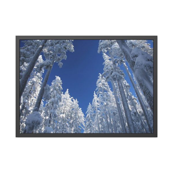 93854-360.jpg Snow Ponderosa Pines Trees Framed Poster