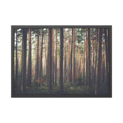 Thicket Pine Trees Framed Poster