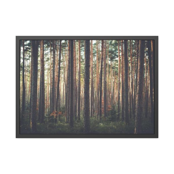 93854-640.jpg Thicket Pine Trees Framed Poster