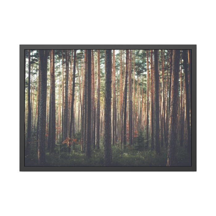 Thicket Pine Trees Framed Poster - Image 1