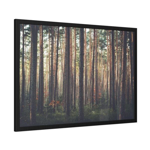93854-641.jpg Thicket Pine Trees Framed Poster