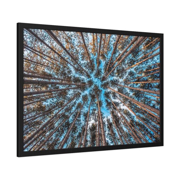 93854-665.jpg Trees Upward Framed Poster