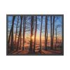 93854-708.jpg Sun and Trees Fremed Poster