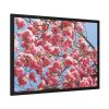 93854-729.jpg Japanese Cherry Tree Framed Poster