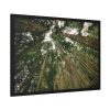 93855-342.jpg Perspective Tall High Up Trees Framed Poster