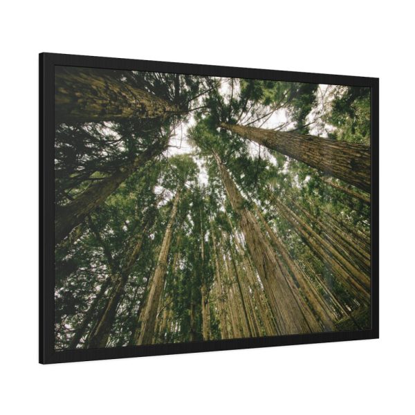 93855-342.jpg Perspective Tall High Up Trees Framed Poster