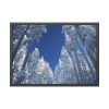 93855-357.jpg Snow Ponderosa Pines Trees Framed Poster