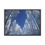 Snow Ponderosa Pines Trees Framed Poster - Image 5