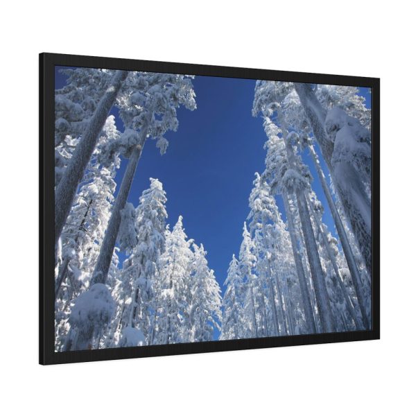 93855-358.jpg Snow Ponderosa Pines Trees Framed Poster
